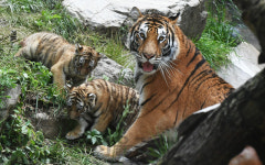 에버랜드 한국호랑이 가족