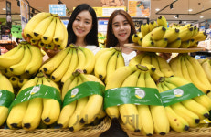 고산지에서 재배한 바나나 맛보세요