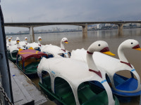 사람은 없고 비둘기만... 한강 상인 한숨