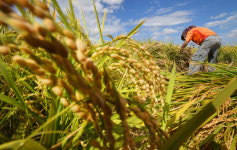 결실 거두는 농부