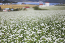 [休-전남 장흥]눈꽃 필 무렵···늦가을의 하얀 붓질 메밀꽃에 물들다