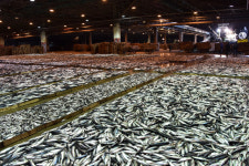 부산공동어시장 현대화사업 추진 ‘본궤도’