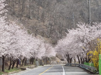 성주호 둘레길 벚꽃만개 상춘객 이어져