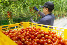 “꼭지 없이 간편하게 먹는 스낵토마토···스마트팜 재배로 매출 800% 뛰었죠”