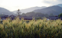 [休-청보리 품은 한옥마을  함양] 고택의 살결···초록의 물결···그리고 치유의 숨결