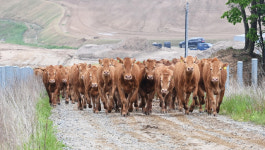 힘차게 달리는 우리 한우