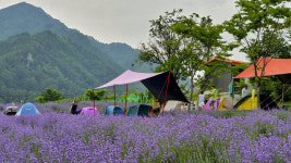 [休-봉화] 소천면 분천리, 라벤더로 물든 원곡마을엔 보랏빛 향기