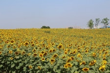 해바라기 명소 안성팜랜드, 사진 공유하고 무료 입장 이벤트