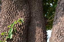 [오색인문학] 250년 마을 지킨 수호목···忍苦의 지혜 일깨워
