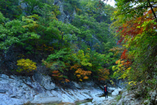 [休] 두메산골 물들인 오색단풍···인기척에 놀라 수줍어하네