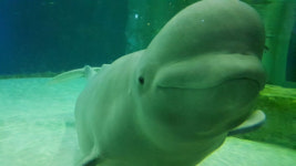 수족관의 벨루가와 ‘전시당하는’ 동물들[지구용 리포트]