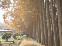 [休-익산] 비밀의 정원·너른 들엔 황금빛 일렁···질곡의 역사 보듬어주다