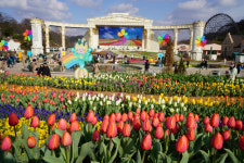 30돌 맞은 에버랜드 튤립축제…130만 송이 봄꽃에 취하고 밤엔 BTS가 번쩍