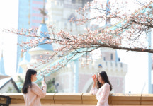3년만에 열리는 벚꽃길…봄 향기에 흠뻑