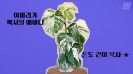 잎 한 장 날 때마다 백만원 번다…식물도 돈 된다고 하는데[영상]