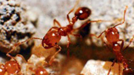 물리면 죽을 수도 中서 살인개미 붉은불개미 확산 초비상