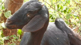 염소도 죽이는 ‘노랑미친개미’ 출몰…미친 듯이 번식