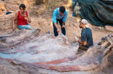 공사하려고 뒷마당 팠는데…1억 5000만년된 공룡 화석 발견