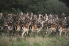 [책꽂이]인간이 손 떼자…야생이 돌아왔다