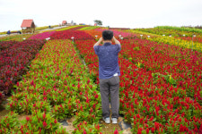 형형색색 물감을 풀었나…5500만송이 꽃들의 향연