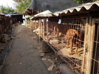 제발, 입양해 주세요…개 농장 철거로 39마리 안락사 위기