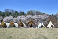 마스크 벗고 벚꽃놀이 봄캉스·야외 공연 쏟아진다