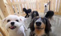 개 등 1256마리 굶겨 죽인 60대 징역 3년…법정 최고형