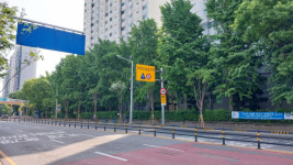 안양시, 달안로 가로수 이팝나무로 교체