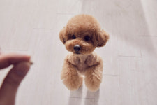 반려동물 입양비 평균 28만원…전문 브리더·애견센터 입양 증가