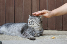 인류 위협 바이러스 변이 우려…조류 인플루엔자 고양이 또 폐사