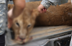이게 최선이냐 암사자 사순이 사살 소식에 분노한 한승연