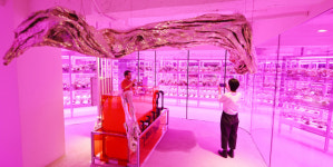 방치됐던 명동 건물…최첨단 딸기농장 들어섰다