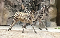 어린이대공원 5년간 177마리 폐사…사육환경·동물복지 점검해야