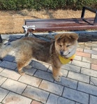 공원에 개 묶어두고 “키우실 분 공짜!”…견주가 남긴 황당 쪽지 공분