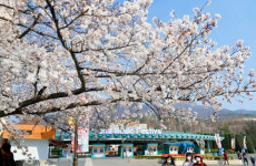 꽃대궐 테마파크…벚꽃 터진 그곳, 웃음꽃도 터졌다