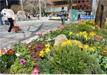 서울 종로구, 도심 곳곳 봄꽃 명소 된다