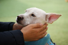 “우리 강아지들 구해야 해”…불길 뛰어든 60대 숨진 채 발견