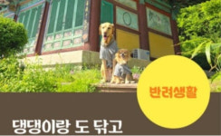 반려견과 함께 절에서 도 닦는다…생각만 해도 행복한 ‘댕플스테이’ 어디서?