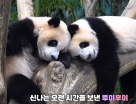쌍둥바오 인기 심상치않더니…에버랜드 유튜브 구독자 250만명 돌파