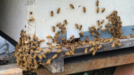 경남도 꿀벌 생태계 보존 위해 밀월숲 조성