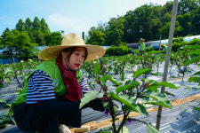 [포토뉴스] 농협하나로유통·농협유통, 범농협 한마음 농촌일손 돕기