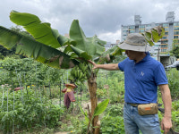 동남아 아닌 서울인데…주말농장서 바나나 열렸다