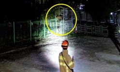 으악, 또 사슴 나타났다 이번엔 의왕서 출몰…마취총 맞고 붙잡혀