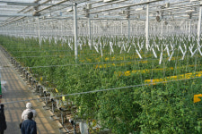 [르포] 3월 폭설도 끄떡없었다…매일 특급 토마토 7톤 수확