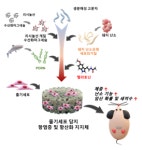 오랜드바이오 항암제로 손상된 난소 기능 회복 기술 개발