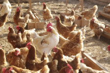 안 그래도 비싼 치킨값 또 오르나요?…브라질 닭고기 수입 금지, 국내 영향은?