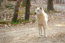 농장 둘러보다 이게 뭐지?…도축된 개 사체 120여마리 무더기 발견
