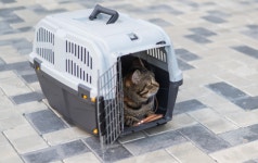 야옹, 야옹 반려묘 운다고…17만원 과태료 처분 받은 여행객