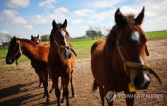 폴로 경기 우승마 유전자로…유전자 편집 말 논란