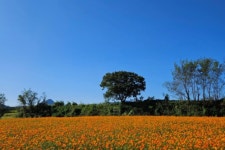 올 가을, 새 빨간 단풍 즐기러 온천갈까…가을철 찾기 좋은 온천 10선